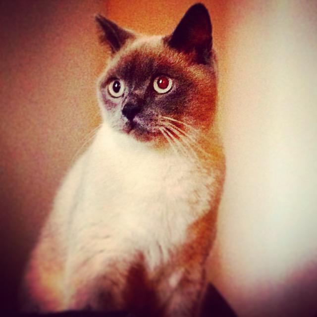 My gorgeous boy! #cat #model #britishblue #kitten #inlove
