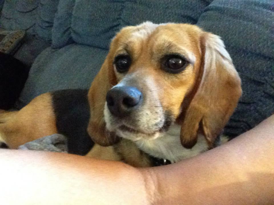 beaglefreedom tweet picture