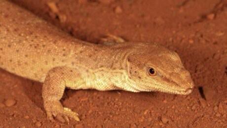 Look at this lovely little #lizard discovered at #DampierPeninsula! mobile.abc.net.au/news/2014-12-3… #goanna #Varanus