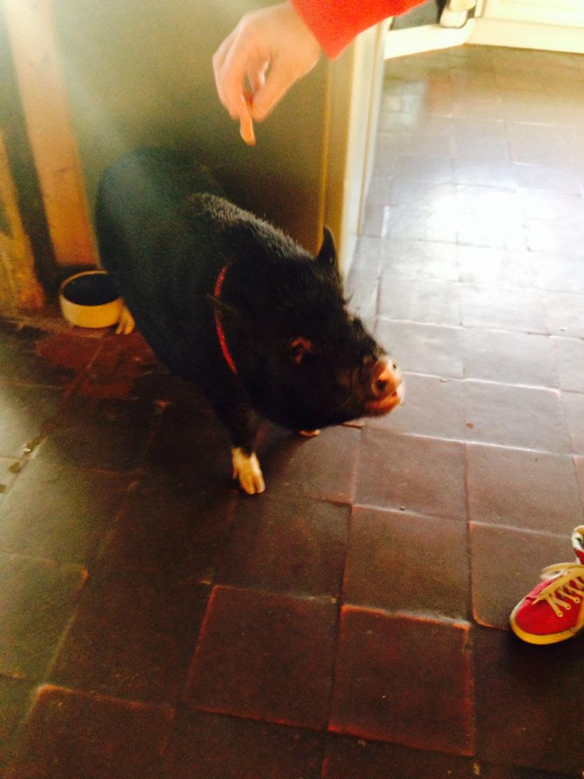 mahi_denish's tweet photo. My new pet lol http://t.co/jSqaZ6iKdr