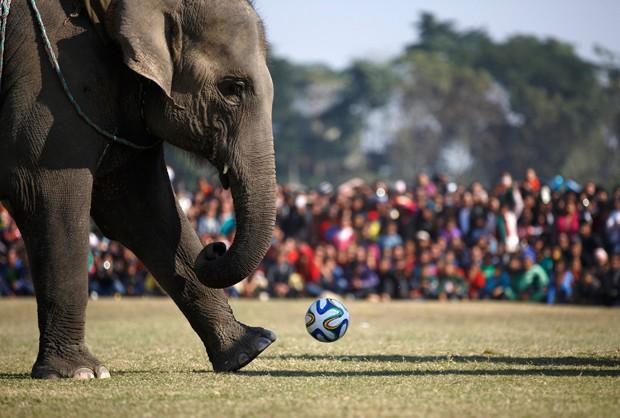 g1's tweet photo. Elefantes jogam futebol em festival no Nepal http://t.co/JPPwjU20bK #G1 http://t.co/uFabD1RedV