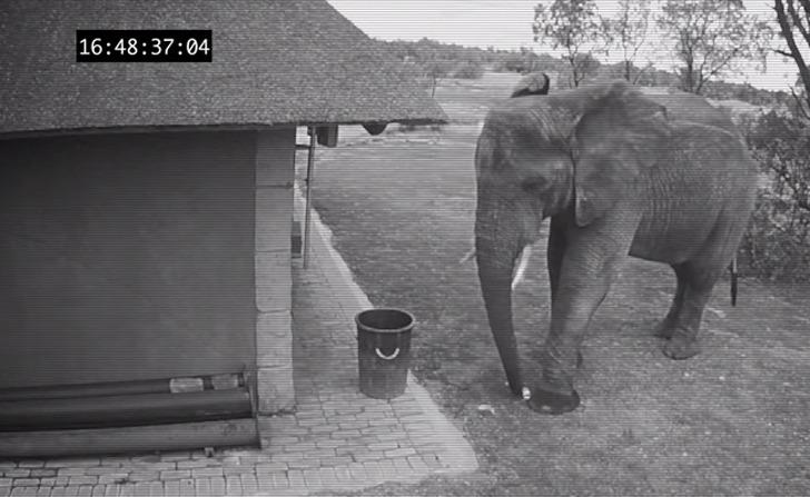 UpsoclVerde's tweet photo. Una cámara oculta grabó a un elefante con conciencia ambiental haciendo esto ¡asombroso! http://t.co/Qrvrml3C3G http://t.co/U7qP1cnMPE