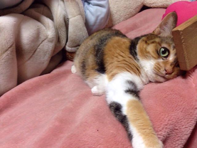 sahoobb's tweet photo. 毎日毎日、布団あたため業務ご苦労様。 http://t.co/ywqzPvKctE