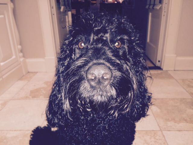 Hope all humans, dogs &amp; cats are preparing for second #snowwolf tonight. Stewarty has washed in preparation.