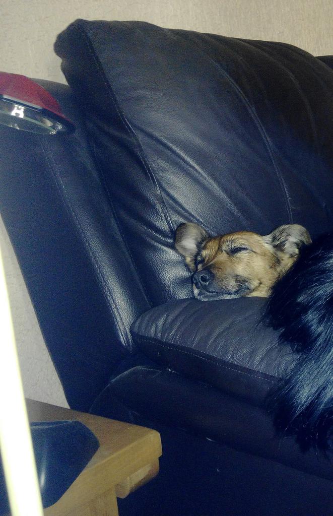 Gemikabr's tweet photo. Ha llegado el momento de la última siesta del año para nosotras :) http://t.co/Qd1Jr2BVnd