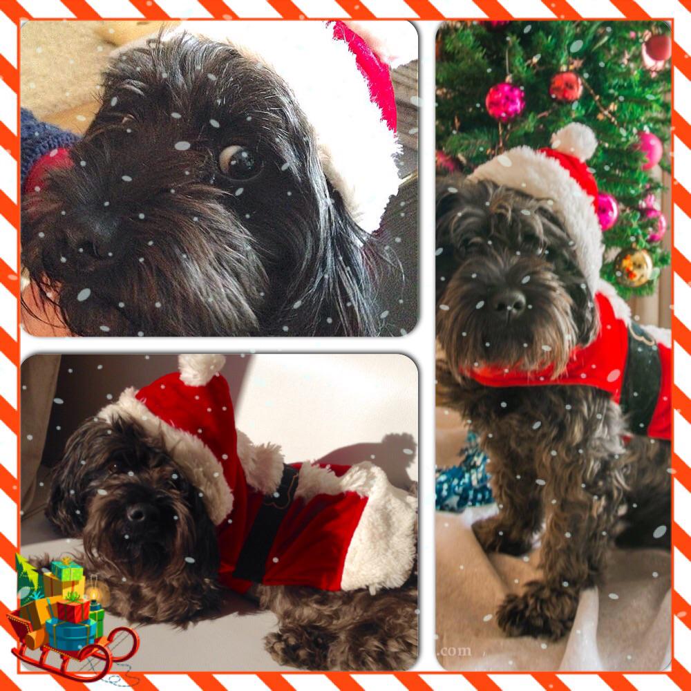MiryamCartland's tweet photo. #xmas #NewYear #Buddy my little doggy buddy noël 😊 http://t.co/2afvsXvbUg