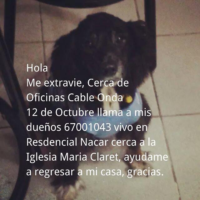 Gracias a Todos por su preocupacion, seguimos buscando <a href="/quinnannette/">Annette Quinn</a> @djqsuperq  <a href="/Traficologo/">traficologo</a> <a href="/angelesanimales/">AngelesdelosAnimales</a>