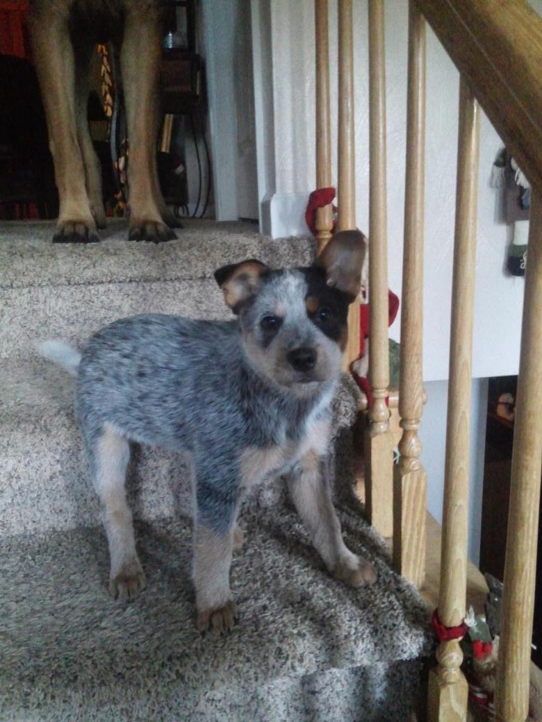 ChristaaFayee's tweet photo. Ain't he the cutest?! http://t.co/CEEwJf48ED