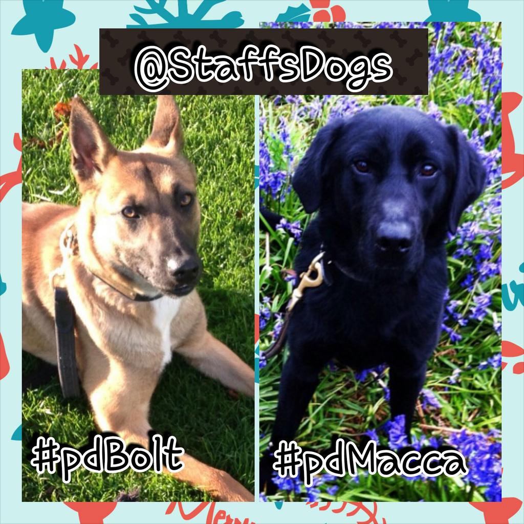 StaffsDogs's tweet photo. #pdBolt &amp; #pdMacca now on patrol ready to provide support to @TamworthPolice @EStaffsPolice with handler #pcFrost. 🐶👮 http://t.co/4xBxoZuit0