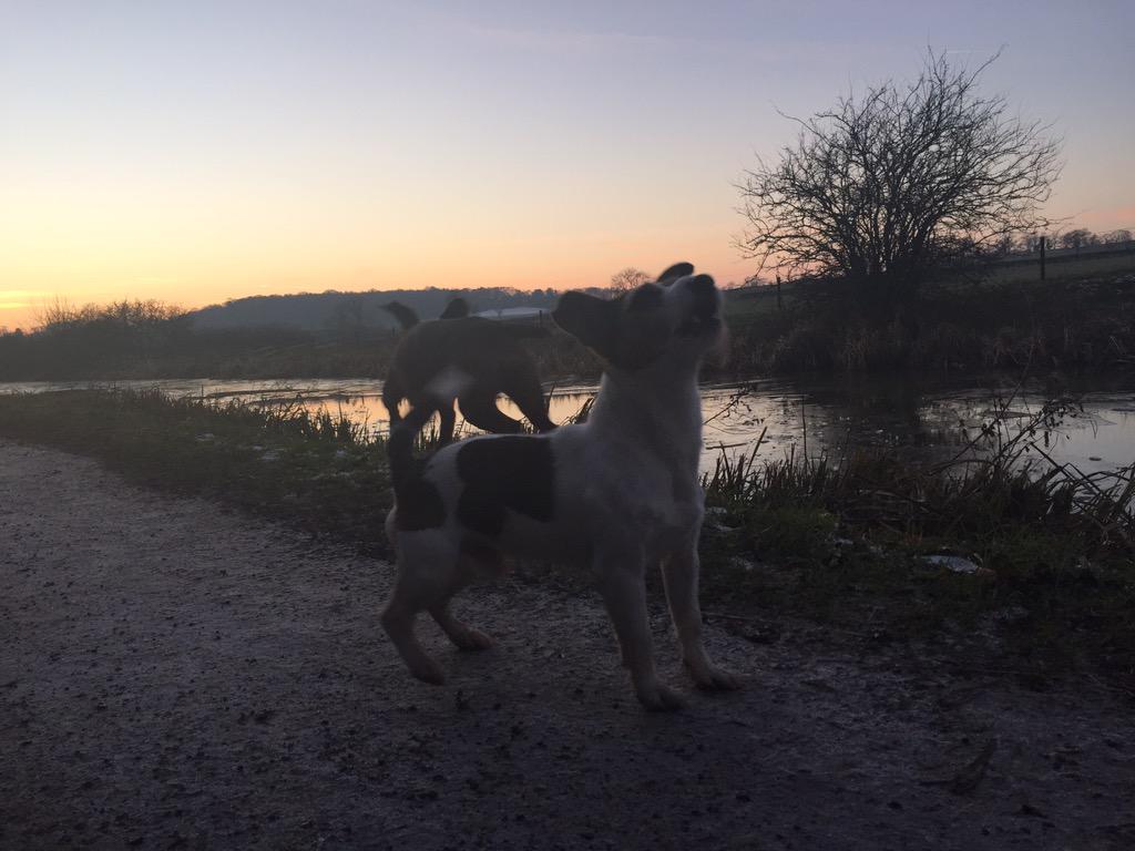 tomcroft6's tweet image. @LandRover_UK great bike ride along canal tonight with the dogs #Hibernot #2pairsofgloves