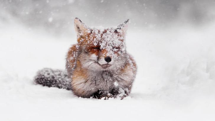UpsoclVerde's tweet photo. 17 fantásticas fotografías de zorros disfrutando la fría nieve de invierno http://t.co/DoCokcHu1b http://t.co/svbETrvSNZ