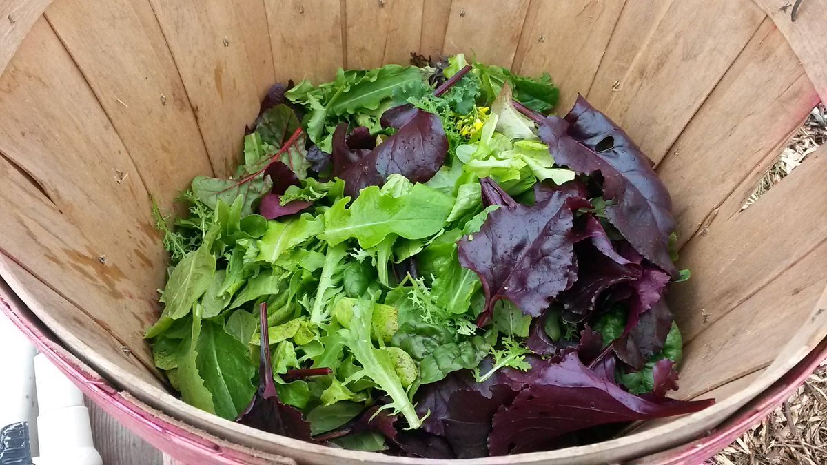 OrganicOutpost's tweet photo. #LastOrganicOutpost has the prettiest &amp; tastiest salad mix in town! https://t.co/Tb8gTAOV8a http://t.co/WgYvYkbQkU