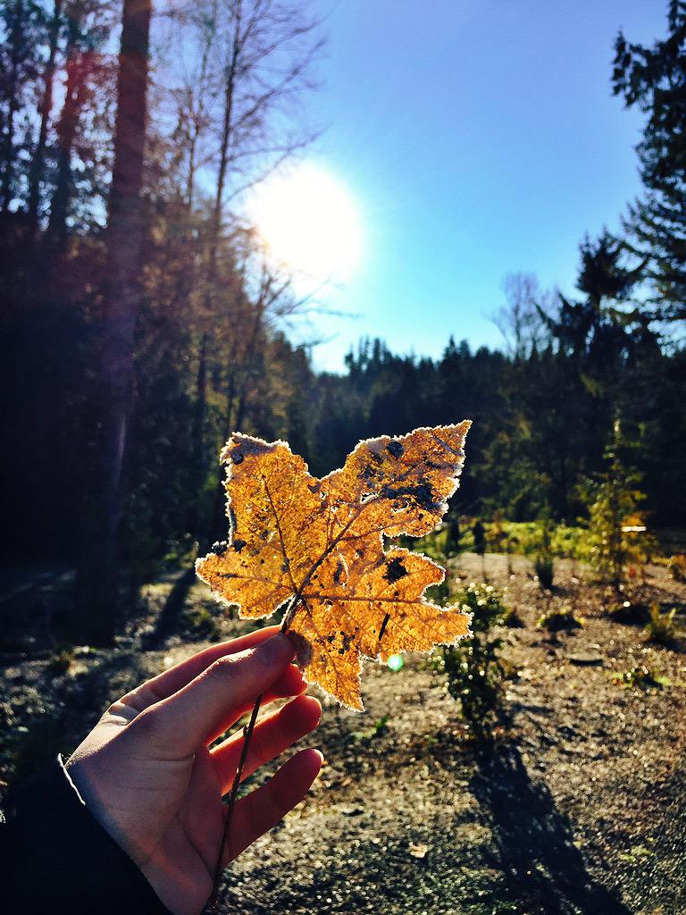 bailey_archer4's tweet photo. So artsy #frozenleaf http://t.co/2St3HVCbUc