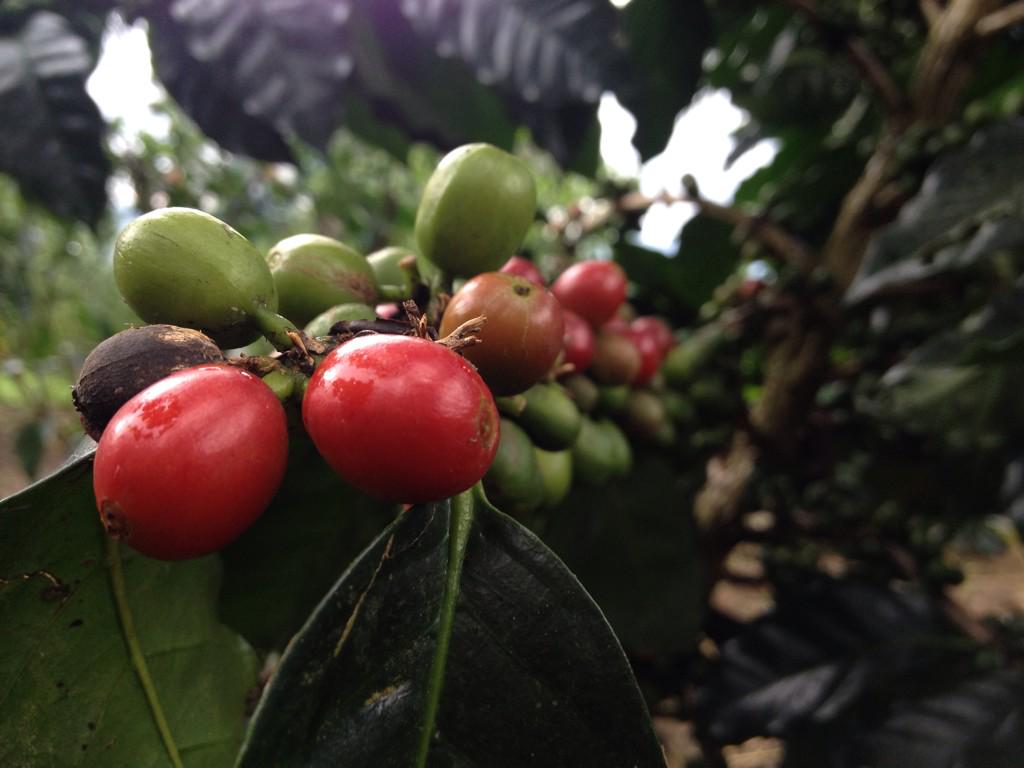NgopiJogja's tweet photo. “@klinikkopi: Biji kopi dari Situjuh Banda dalam Payakumbuh. #MinangCoffee http://t.co/J6Hrj1UldL”