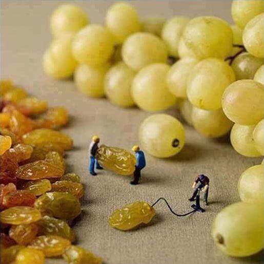 BICHILLOVERDE's tweet photo. Preparando las uvas. http://t.co/qZn3IS8QR4