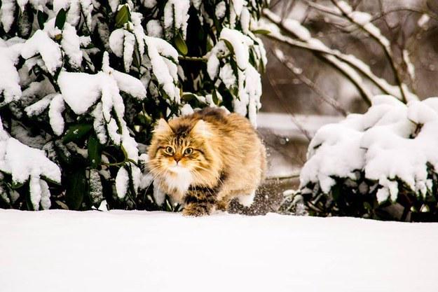 Adorably's tweet photo. Let These Majestic Cats Heroically Lead You Into 2015 http://t.co/Nx0C3Xoiy5 http://t.co/YsX0FnVQtI