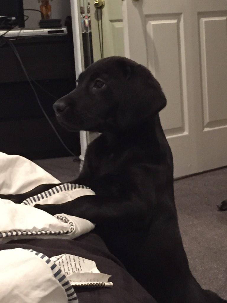 BrooksBeau's tweet photo. Sir Hamlet http://t.co/a8Ey4KcoLP
