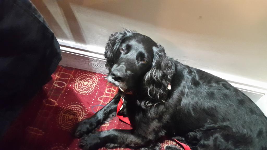 buttybrowning's tweet photo. Bertie waiting for his tea http://t.co/qJQXD2sng4