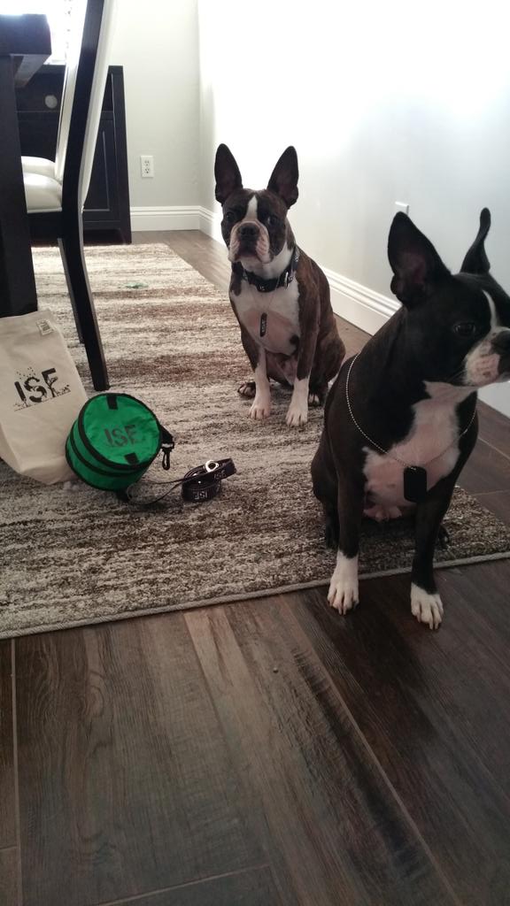 Profaniity's tweet photo. @iansomerhalder @QueenNeech  charlie and whiskey sporting their ISF gifts (only took 18 treats to get the pictures!) http://t.co/02EIt4IzaN