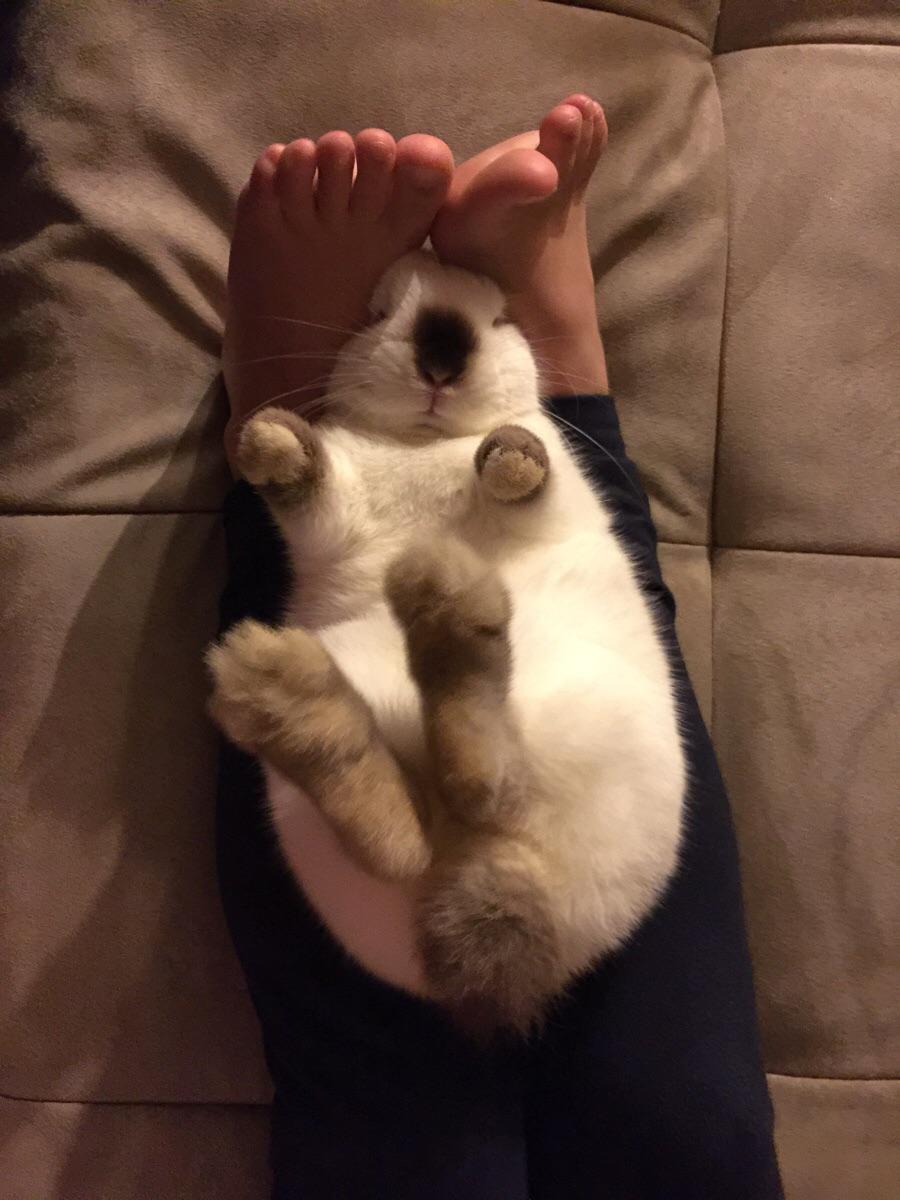 BuzzFeed Animals on Twitter: "Current mood: http://t.co/rDQA0L0v0o"