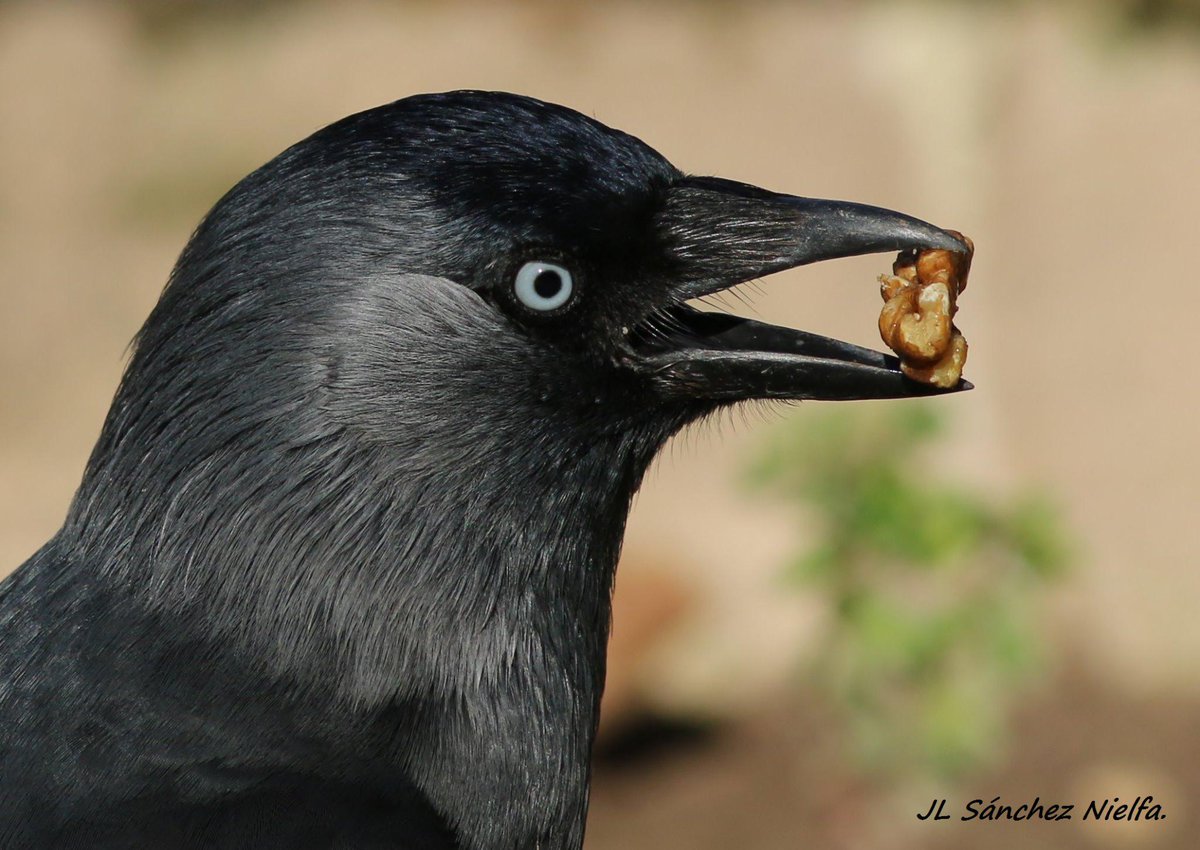 30/12/ 2014. Grajilla (Corvus monedula). Jardín del Príncipe, Aranjuez, Madrid. #AvesDeTwitter #BirdsInTwitter