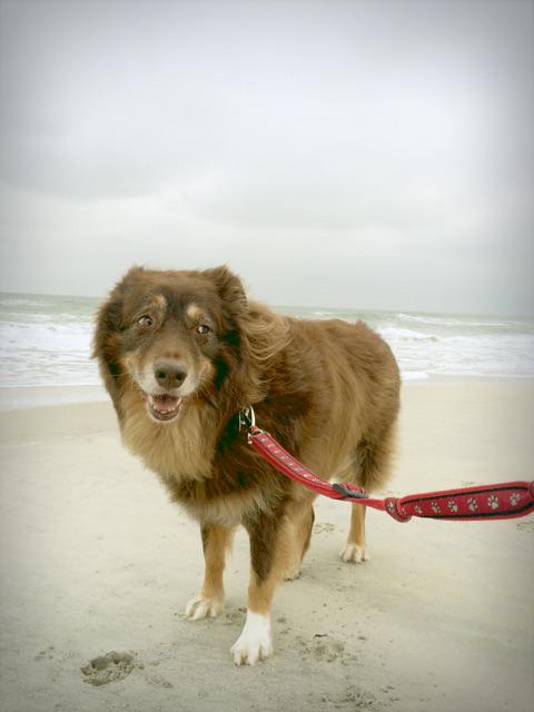 DogHuge's tweet photo. I likey da beach and all da smells it has. http://t.co/xiwwouhhN8