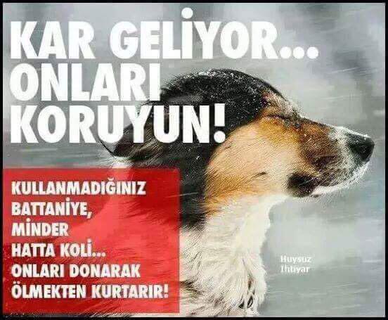 Şu soğuklarda dışarda kalan muhtaç insanlarımız kadar hayvanları da düşünmek lazım, yiyecek su ne imkan varsa tabi.