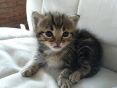 Bennett_E18's tweet photo. Mi gato "Bonito" http://t.co/hkMNFoC0lI