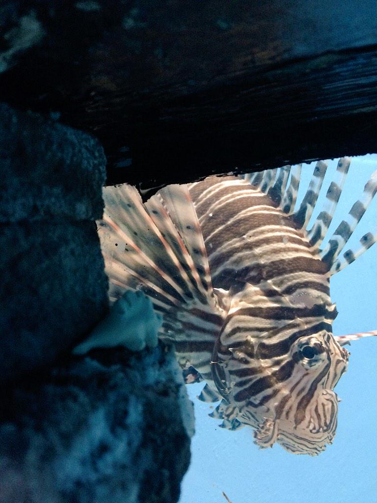 rm_currie's tweet photo. @punydino watching the lion fish at the aquarium in Mazatlan Mexico!! http://t.co/kwDJxh25AN