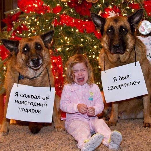 Приколы картинки с надписями новые 2017 года