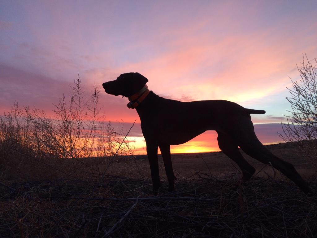 Fourcyclones's tweet image. Bitch can hunt.