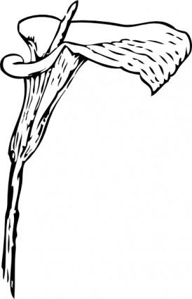 boxytas's tweet photo. clip art calla lily - http://t.co/JvSwTI1Pvs http://t.co/YgePaqaVwR