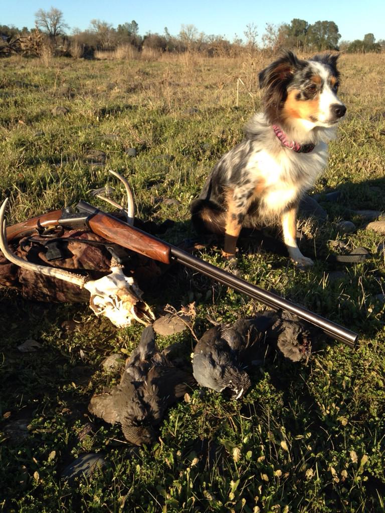 FishMiss82's tweet image. My dog hunts! #hunting #huntingdog