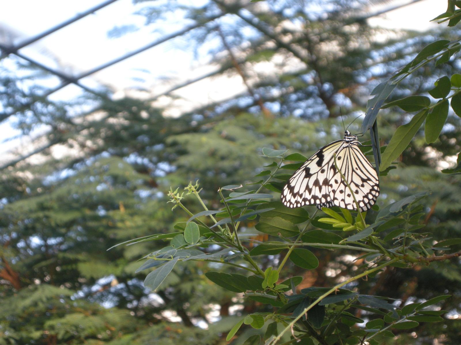 多摩動物公園 公式 寒い冬の動物園は という方 多摩には 昆虫生態園 があり 暖かな温室では 真冬でも南西諸島の蝶たちが見られます Visit ほっとzoo 15 は1月8日から3月8日 副 Http T Co Hooy1molwv Http T Co 3oeeieperz