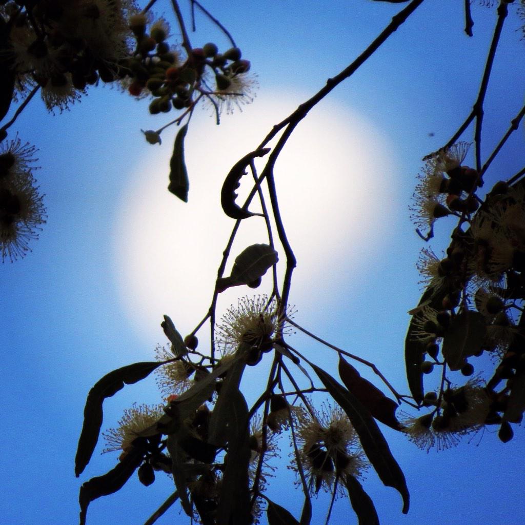 shelleymlloyd's tweet photo. Moonrise through a flowering gum. #aussienewyear #thisisqueensland http://t.co/RwTecLmycn