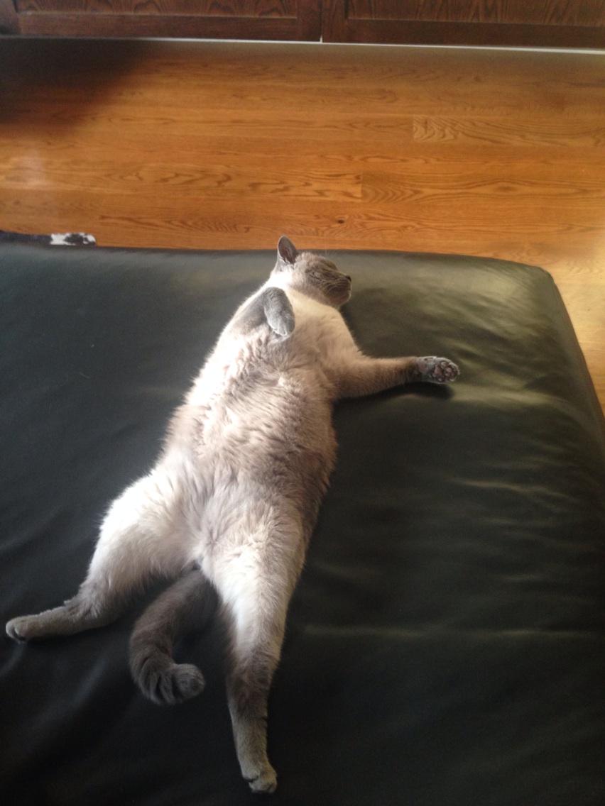 dids_04's tweet photo. Too much to drink and eat, don't think he will make it to midnight!!! 
#catlife
#happynewyear http://t.co/kKaXkIu0fY