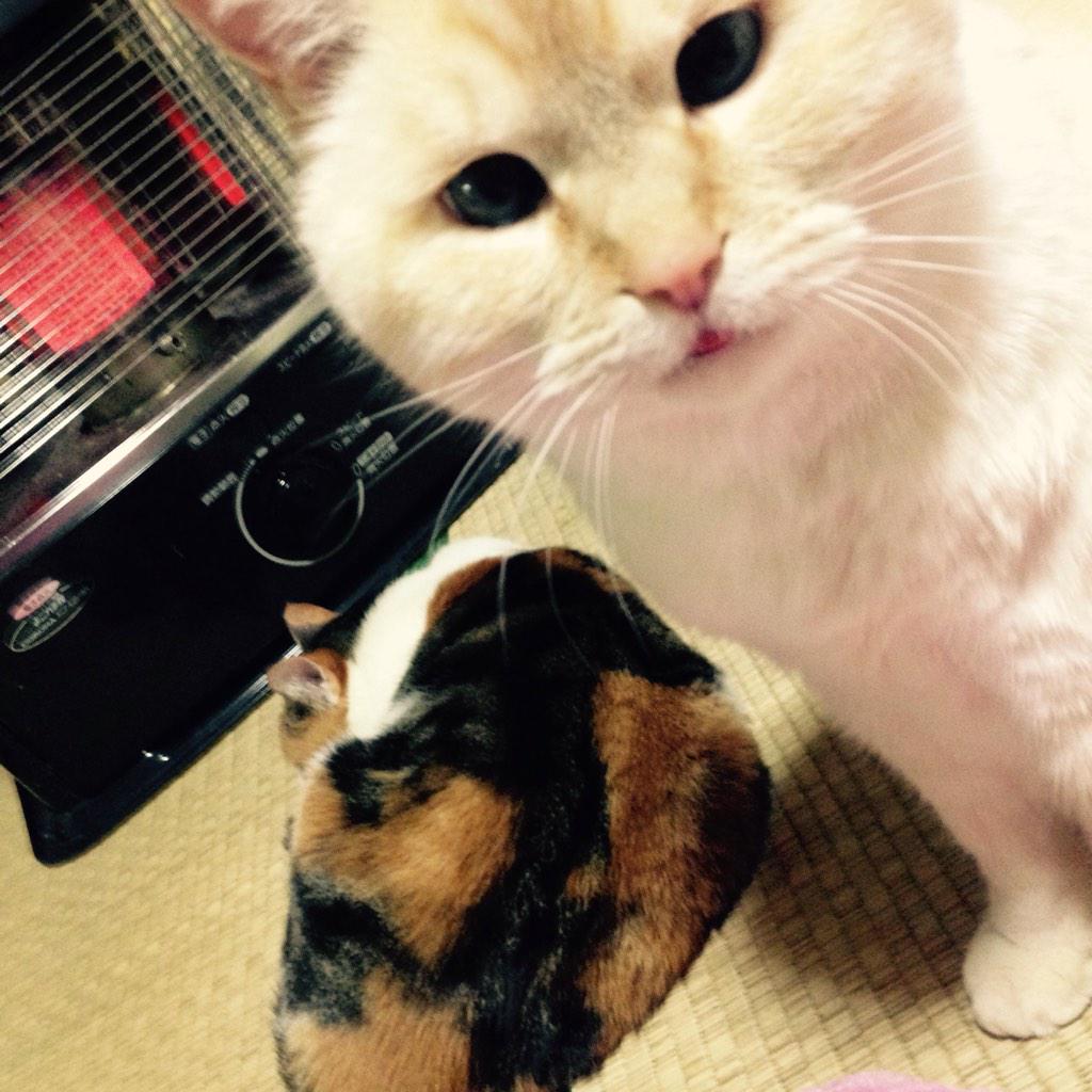 Takahapi's tweet photo. ベロしまい忘れ👅きゅんっ💓
このまま実家で年越しするか新潟もどるか迷いどころ〜ガキ使は大勢でみたほうが面白いんだよね〜！ http://t.co/Jw3uze9Sx9