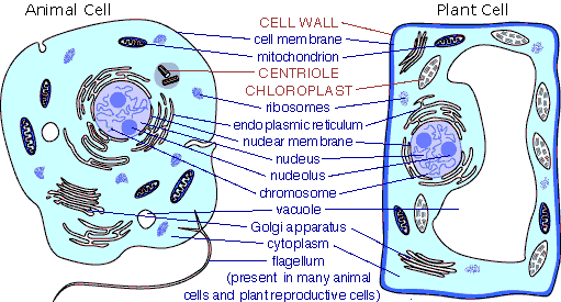 boxytas's tweet photo. plant cell and animal cell - http://t.co/qlGdVbovqp http://t.co/sb9Y0udQyd