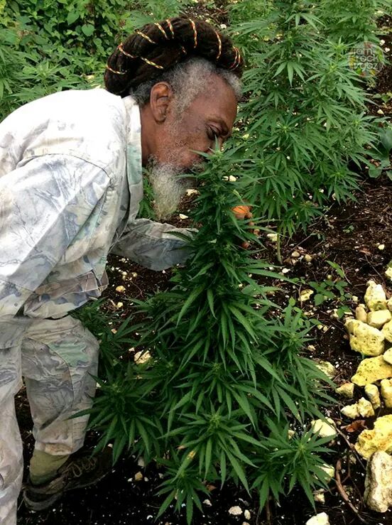 DISGIIZ's tweet image. We are the real fighters,We fought and sung for Marijuana, Weed,Cannabis and now the world's eyes are being opened.JA