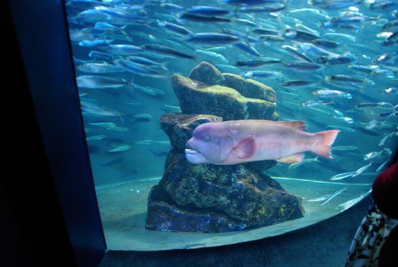 ট ইট র B コブダイ メスからオスに性転換する魚としても有名ですね 雌雄差が激しく 過去ににはコブダイ カンダイとそれぞれ名づけられて別種とされていたそうな 14年も残り僅かだし今年撮りためた生き物写真でも上げる Http T Co O6me43qlvi