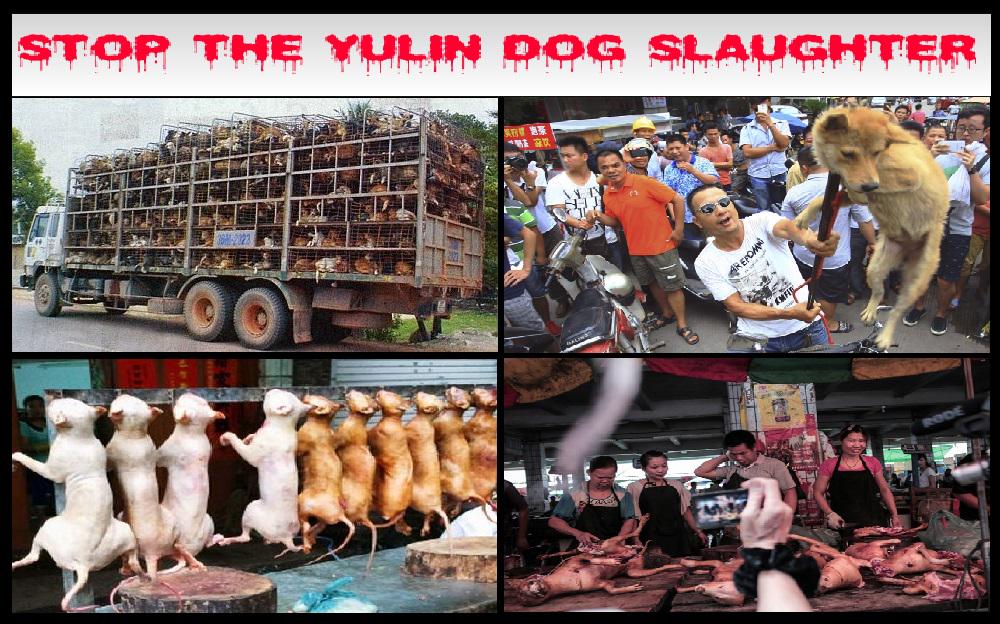 Tequila_Club__'s tweet photo. .@NBCNews Pls Sign to #QuitYuLin2015 Dog Slaughter NOW! http://t.co/oOlAknmfAi http://t.co/FP1esNmRC9 @MariaConchita_A @ARCrusade