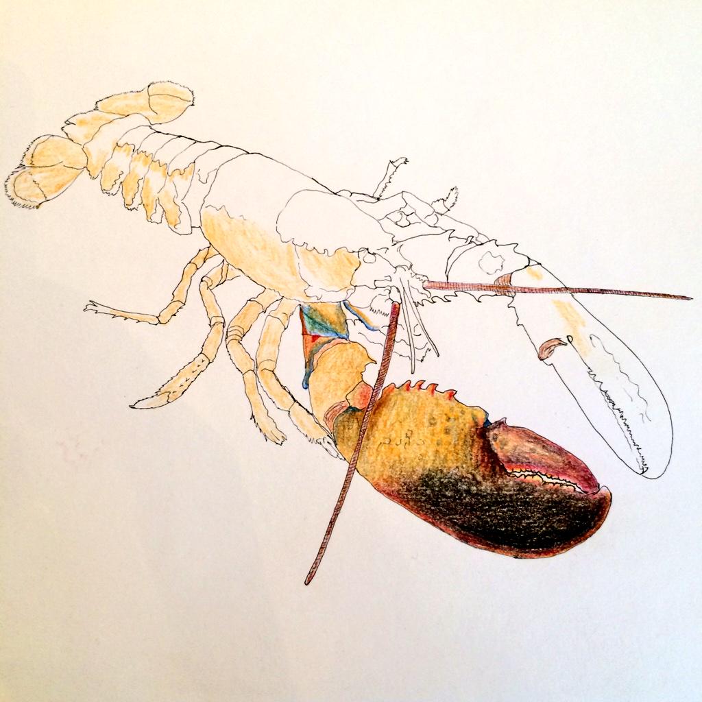 EricLewandowski's tweet image. In process- #lobster for #newyearseve #newyears2014 #foodillustration #illustration #seafood
