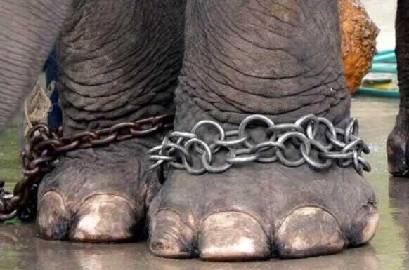 Ecogranjero's tweet photo. #MiDeseo2015 es que desaparezcan los circos con animales.... http://t.co/UZ7GXiUgjL