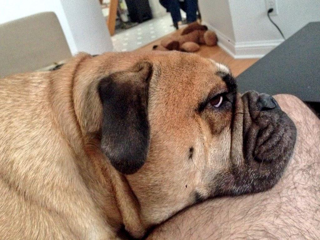 hungoverpooch's tweet photo. happy new year http://t.co/g0fJDnW6HQ