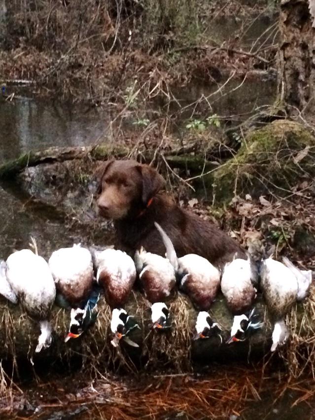 newriverdawg's tweet photo. @ChadBelding @BandedBrands Pretty good S. GA Woody hunt in the flooded timber ! #YearEndHunt #WhackinAndStackin http://t.co/yljPREKGAf