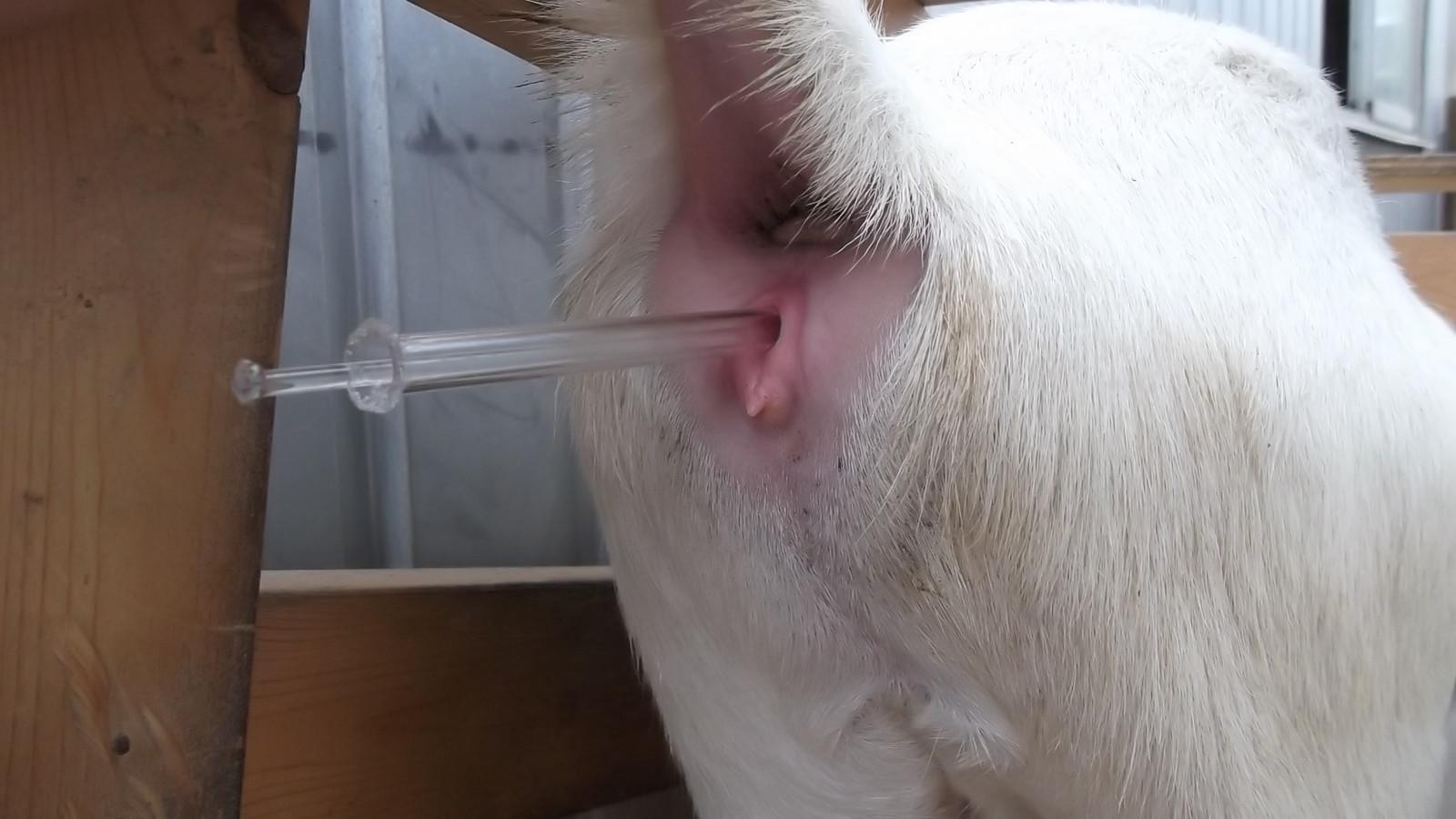 メョガしば 山羊のマンコ 綺麗だよなぁ Http T Co Hezrdkyzni Twitter