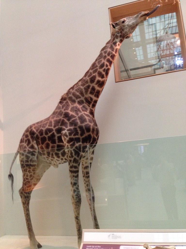 AdamSedivy's tweet image. Believe it or not, this is not the zoo. This is at the Natural History Museum. #ACtoDC