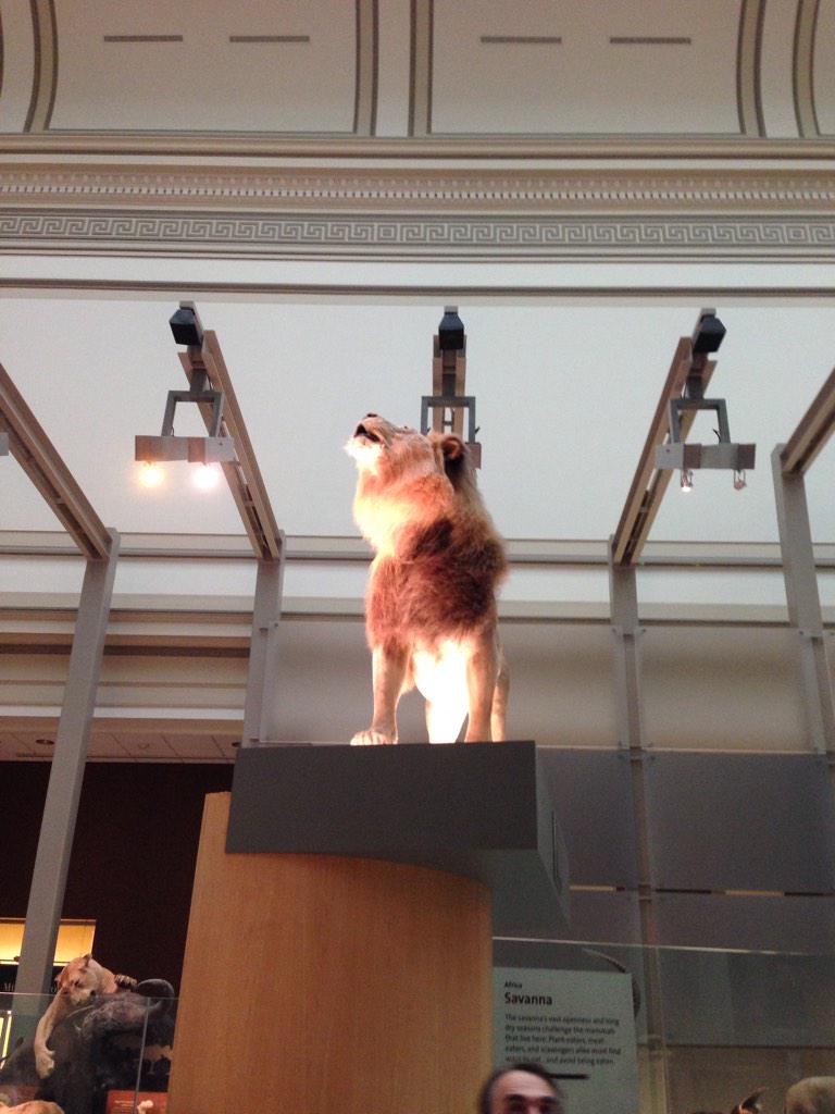 AdamSedivy's tweet image. Believe it or not, this is not the zoo. This is at the Natural History Museum. #ACtoDC