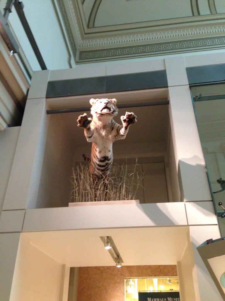 AdamSedivy's tweet image. Believe it or not, this is not the zoo. This is at the Natural History Museum. #ACtoDC
