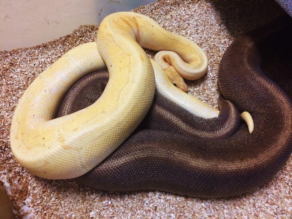 SnakeBytesTV's tweet photo. Happy New Years! #PythonPorn http://t.co/WG5zKh8r1v